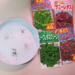 いつか田舎で自給自足したーい