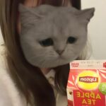 おたいきちゅう